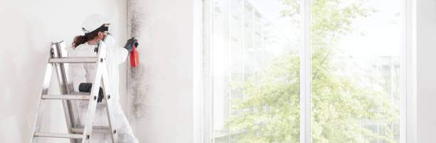 Best Water Damage & Mold Remediation  in Bethel, AK